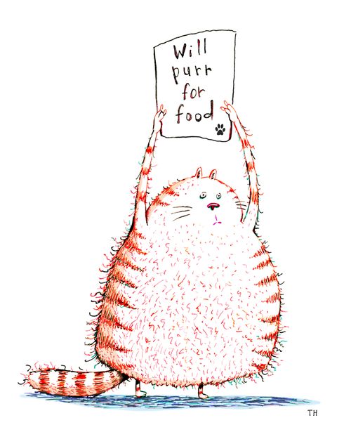 Cat holds sign which says - Will purr for food.