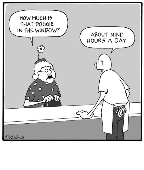 'How much is that doggie in the window?' 'About nine hours a day.'