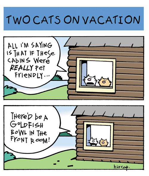 Two cats on vacation