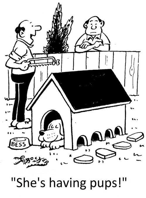 'She's having pups!'