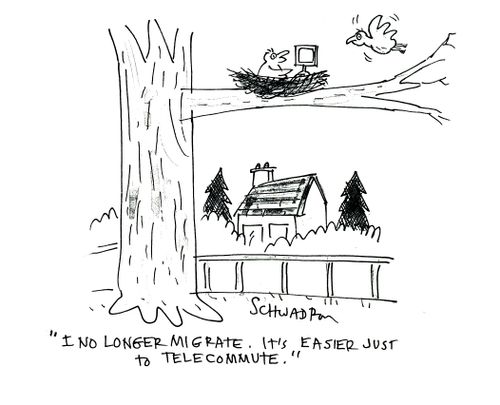 'I no longer migrate. It's easier just to telecommute.'