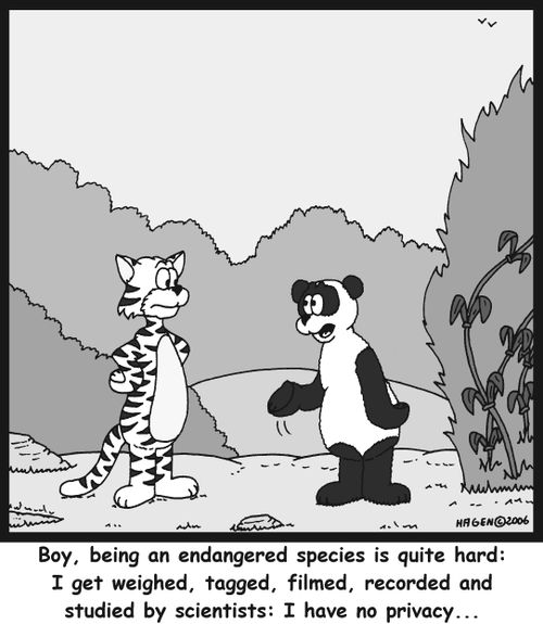 'Boy, being an endangered species is quite hard: I get weighed, tagged, filmed, recorded and studied by scientists: I have no privacy...'