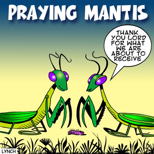 Praying mantis.