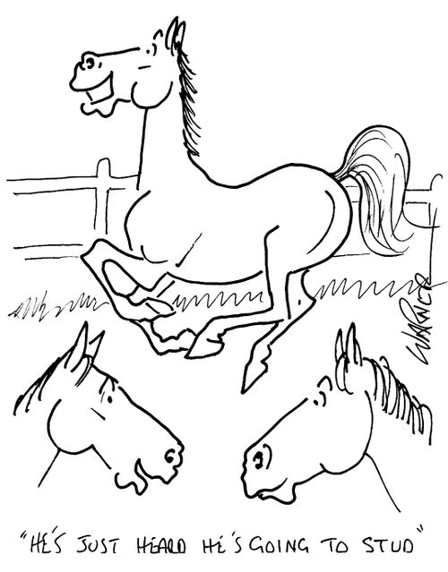 "He just heard he's going to stud!"