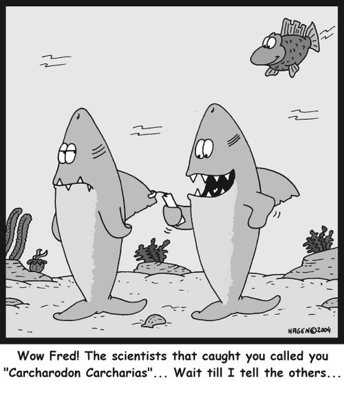'Wow Fred! The scientists that caught you called you 'Carcharodon Carcharias' ..Wait till I tell the others..'