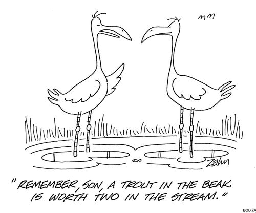'Remember son, a trout in the beak is worth two in the stream.'