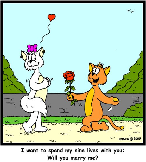 'I want to spend my nine lives with you: Will you marry me?'