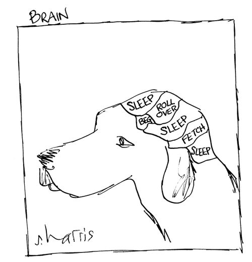 Dog's Brain.