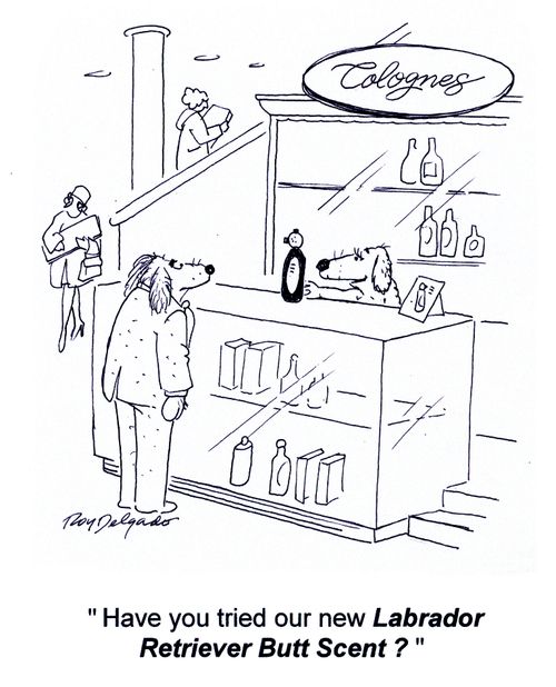 'Have you tried out new Labrador Retriever Butt Scent?'