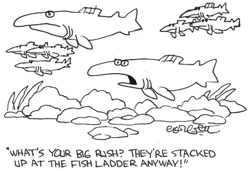 'What's your big hurry?  They're stacked up at the fish ladder anyway!'