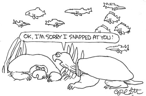 Snapping turtle: 'OK, I'm sorry I snapped at you!'