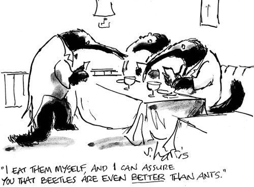 'I eat them myself, and I can assure you that beetles are even better than ants.'