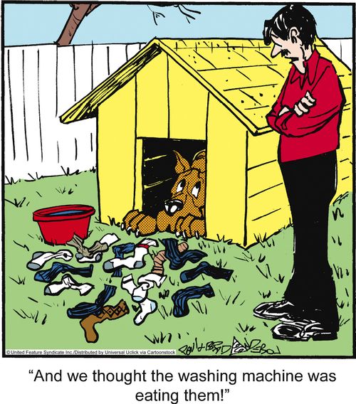 'And we thought the washing machine was eating them!'