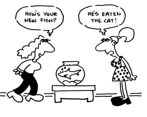 'How's your new fish?'