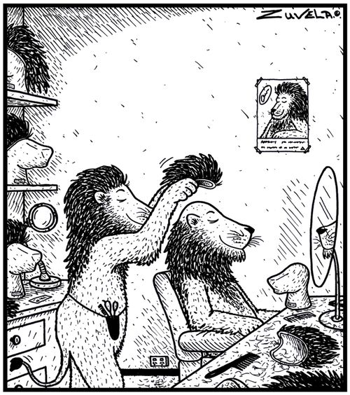 A bald Lion trying out a new hairpiece.