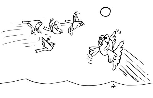 Flying fish.