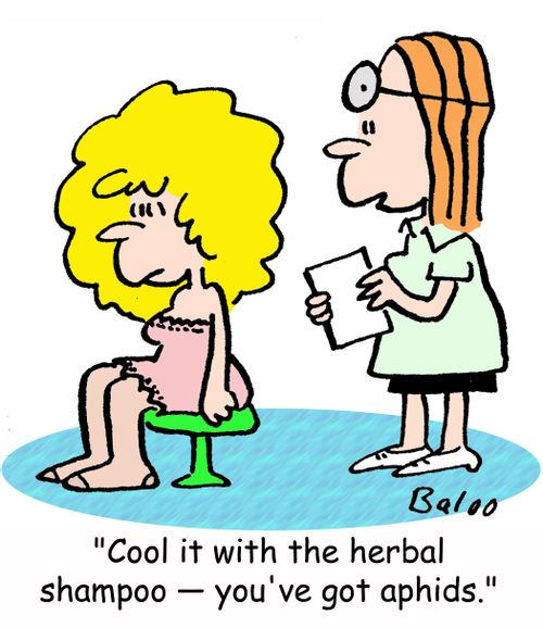 'Cool it with the herbal shampoo -- you've got aphids.'