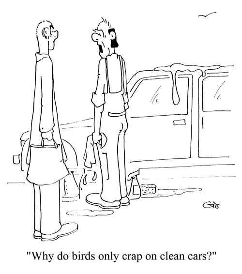 "Why do birds only crap on clean cars?"