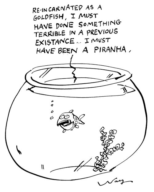 "Reincarnated as a goldfish, I must have done something terrible in a previous existance...I must have been a piranha"