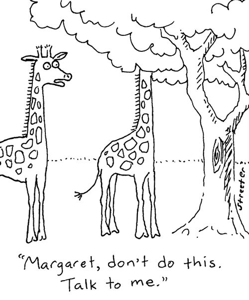 Upset giraffe stuffs head in a tree