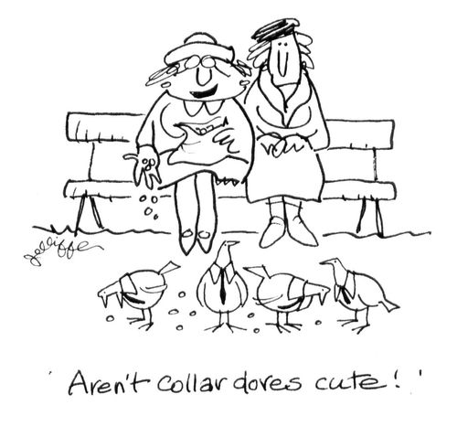 'Aren't collar doves cute!'