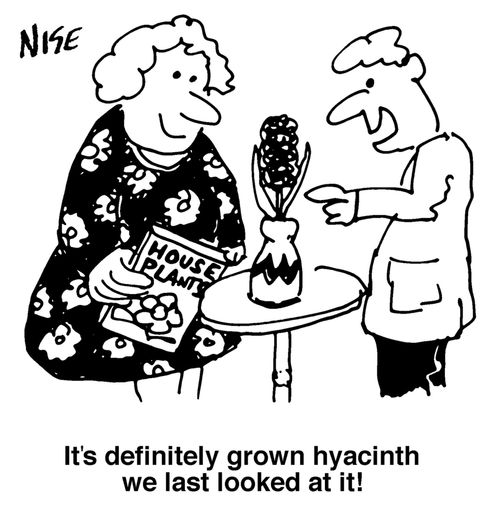 'It's definitely grown hyacinth we last looked at it!'