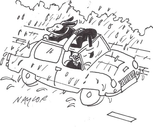 Dog wiping windscreen with tail