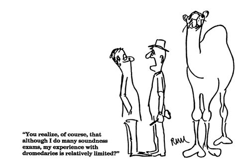 'You realize, of course, that although I do many soundness exams, my experience with dromedaries is relatively limited?"