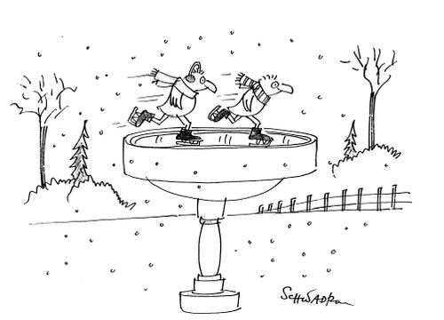 Birds Ice Skating.