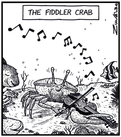 The Fiddler crab.