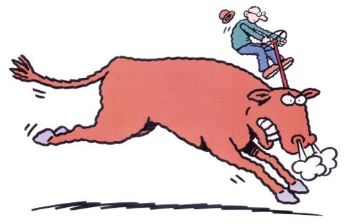 Bull with a steering wheel for horns.