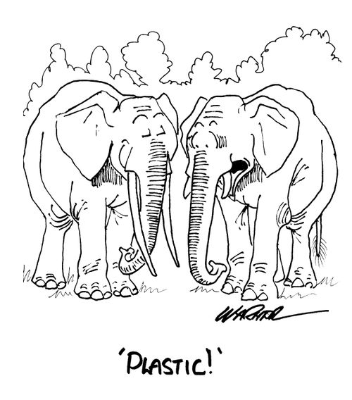 Elephant with plastic tusks