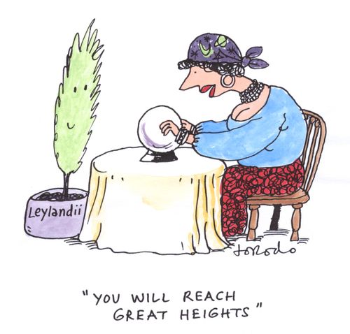 Psychic to Leylandii tree - 'You will reach great heights.'