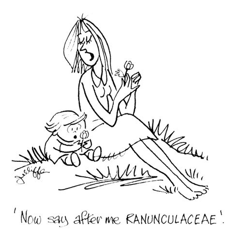 'Now say after me RANUNCLACEAE.'