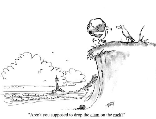 'Aren't you supposed to drop the clam on the rock?'