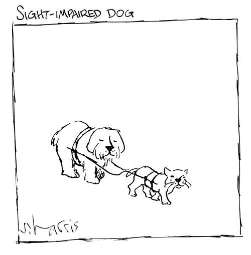 Sight-impaired dog.