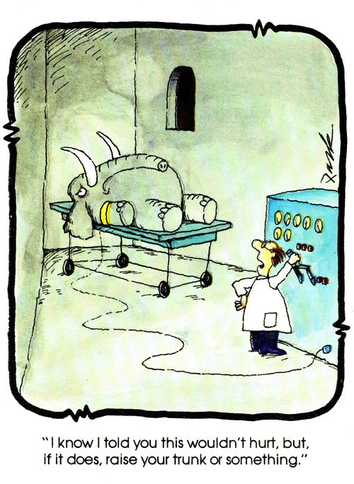 'I know I told you this wouldn't hurt, but if it does, raise your trunk or something.'