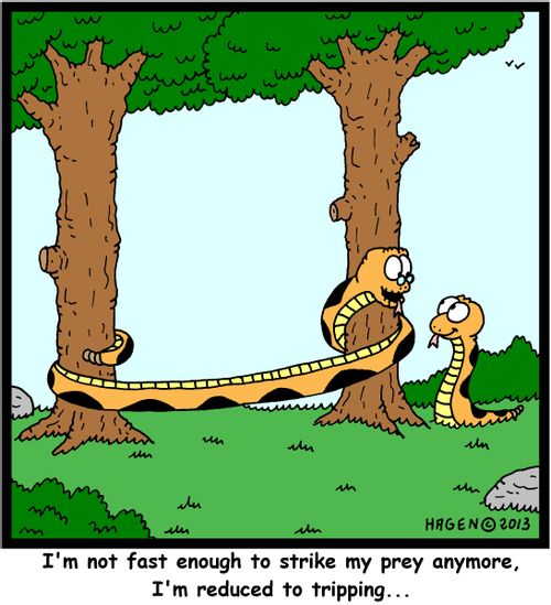 'I'm not fast enough to strike my prey anymore, I'm reduced to tripping...'