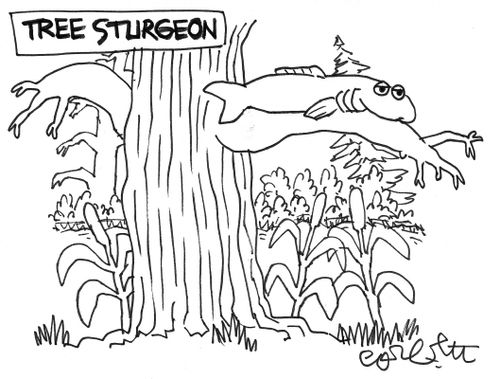 Tree sturgeon: fish on tree limb.