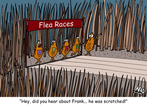 Four fleas line up for a race on a dog: 'Hey, did you hear about Frank... he was scratched!'
