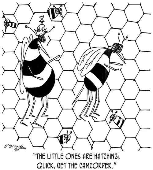 'The little ones are hatching! Quick, get the camcorder.'