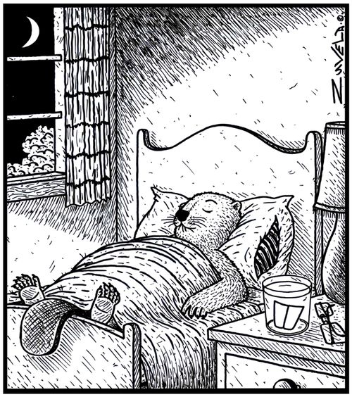 A beaver with his false teeth in a glass.