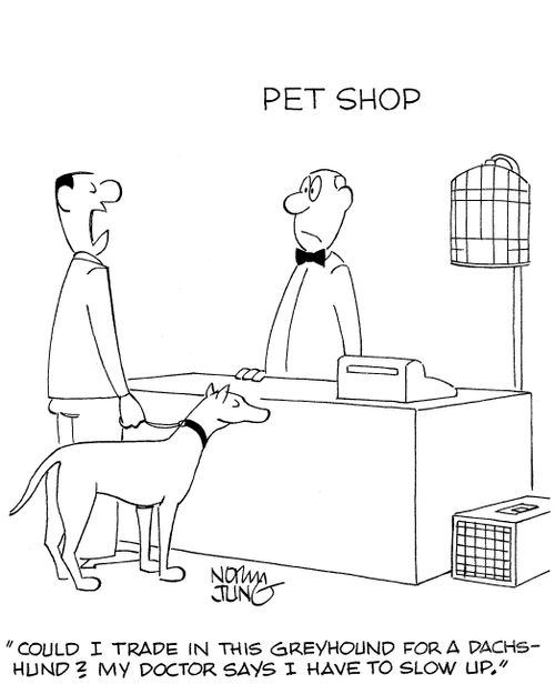 Could I trade in this greyhound for a dachshund? My doctor says I have to slow up.
