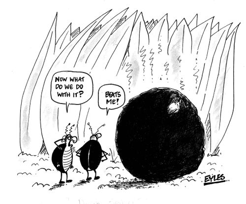 Dung beetle to other dung beetle - 'Now what do we do with it'  Reply - 'Beats me'