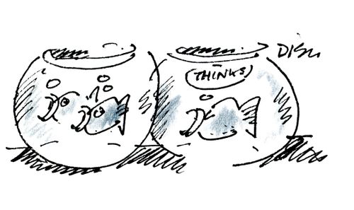 Fish.
