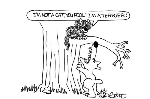'I'm not a cat, you fool! I'm a terrier!'