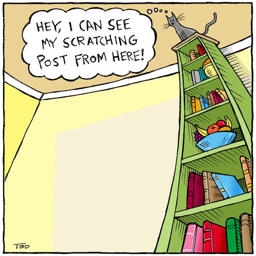 'I can see my scratching post from here.' (Cat up high)