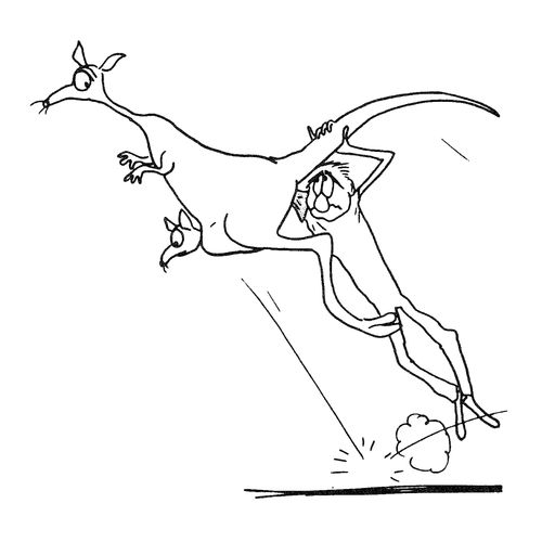 Kangaroo Exam