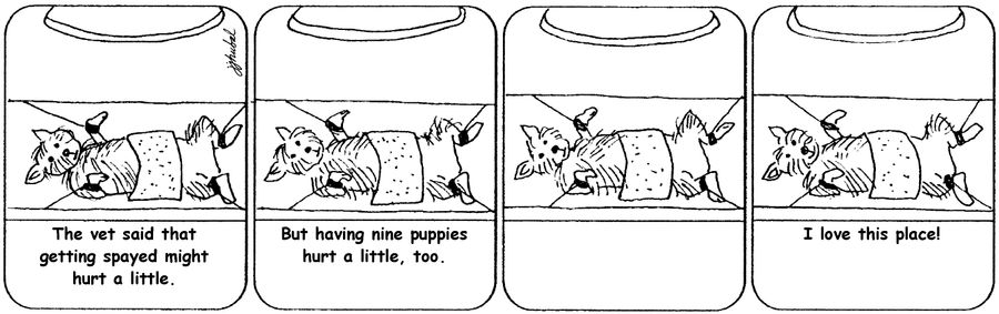 'The vet said that getting spayed might hurt a little. But having nine puppies hurt a little, too.'