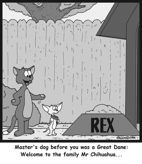 'Master's dog before you was a Great Dane: Welcome to the family Mr Chihuahua...'